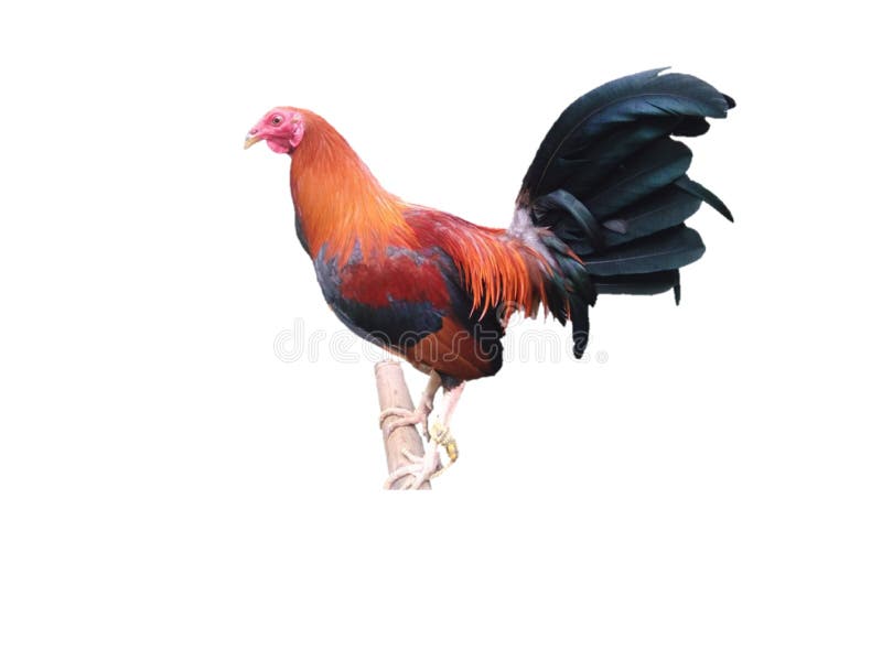 Kelso Red Pyle